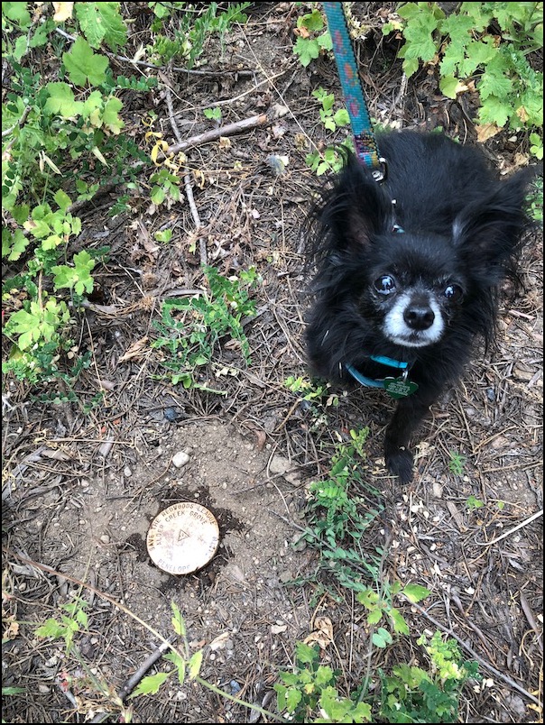 Pepito long-haired Chihuahua at a metal tree marker in the ground